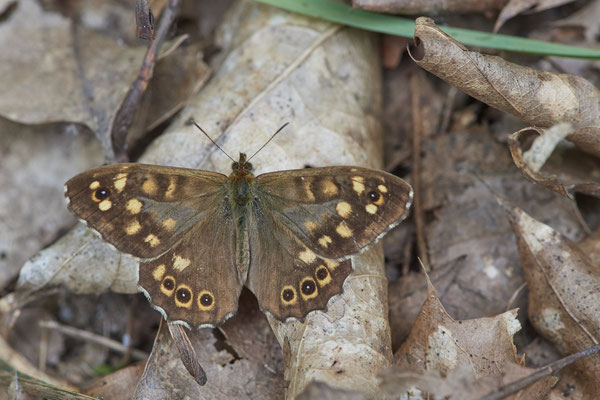 Waldbrettspiel - Rückseite Flugplatz Schwarze Heide - (27.06.2022)