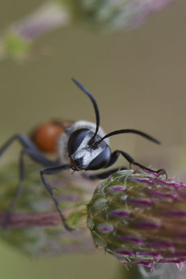 Sphex funerarius / Heuschrecken-Sandwespe - WES Drevenacker Dünen - (25.07.2020)