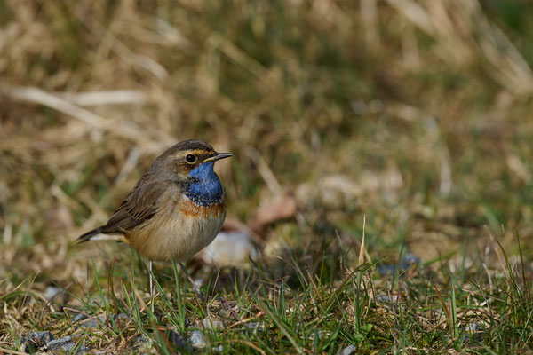 Blaukehlchen