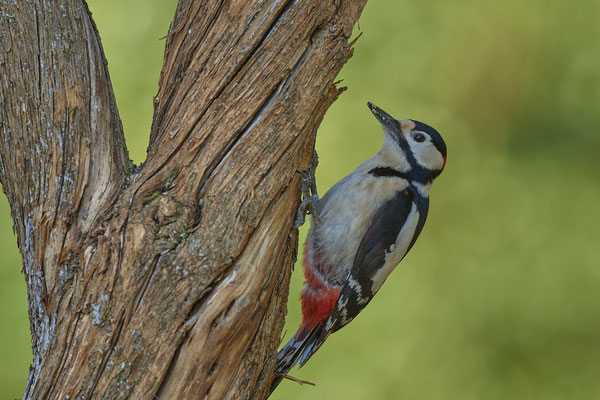 Buntspecht - Dingden - (20.04.2020) 