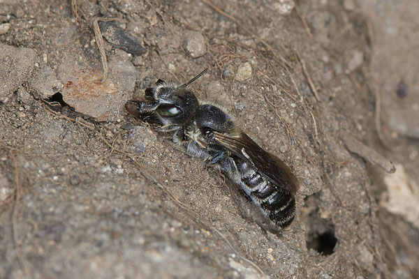 Nr.0732 - Osmia (Hoplitis) adunca / Natternkopf-Mauerbiene - f - WES Rheinbrücke - 51°38`40.99" 6°36`30.54" - (17.06.2019)