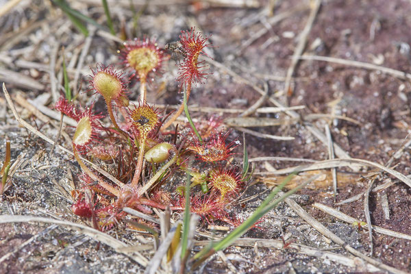  Nr.0528 - Drosera rotundifolia / Rundblättrige Sonnentau - Wesel - (13.05.2019)