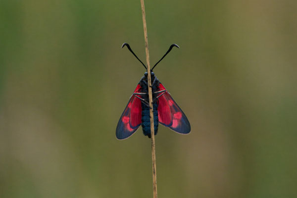 Sechsfleck-Widderchen