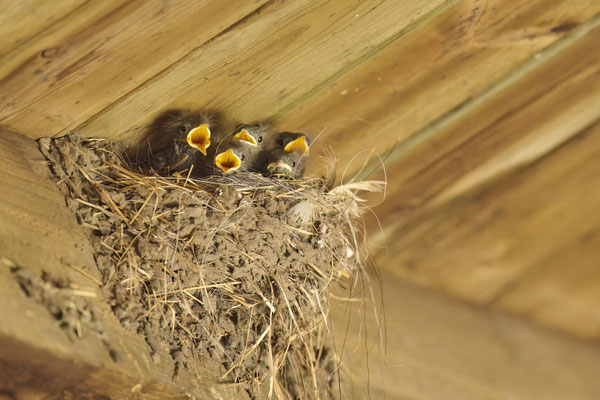 Hausrotschwanz - Nest in einer Pferdebox im Schwalbennest