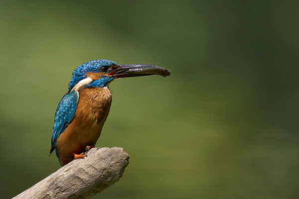Eisvogel