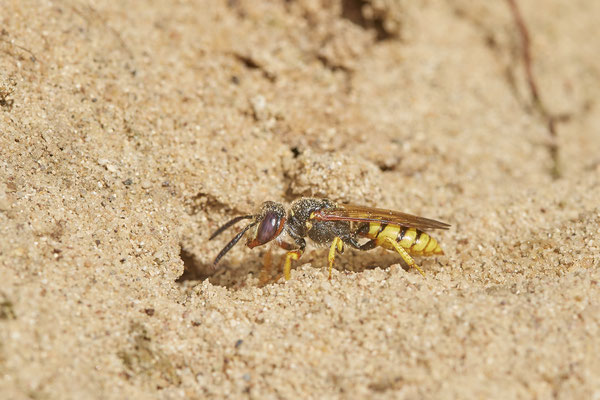 Nr.0887 - Philanthus triangulum / Bienenwolf - beim graben der Brutröhre -  OB LMB - 51°29`11.55" 6°53`53.48" - (27.06.2019)