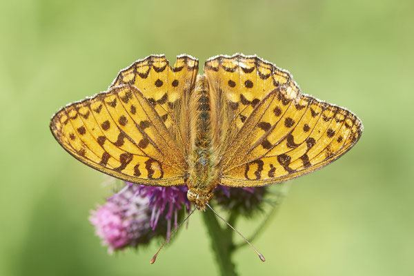 Märzveilchenfalter - (Urlaub im Allgäu / Bayern vom  08.07. bis 17.07.2022)