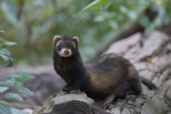 Iltis - Biotopwildpark Anholter Schweiz - (17.09.2020)