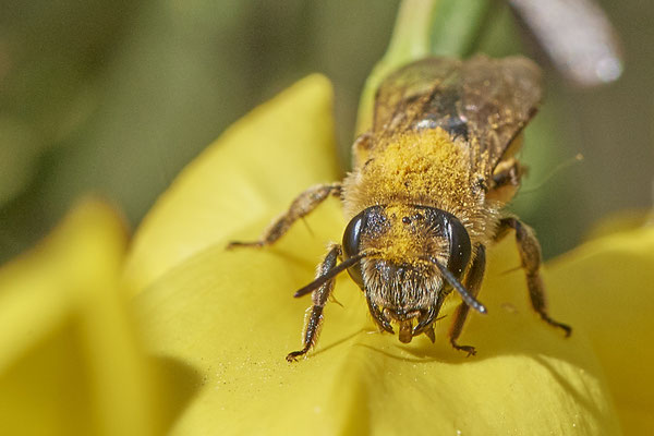 Andrena ovatula - Renaturierte Kiesgruben in Weeze - (13.05.2021)