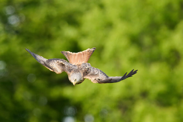 Rotmilan - Sequenz: Sturzflug auf Beute am Boden