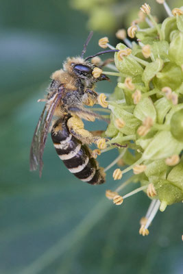 Nr.11-1/13 - Colletes hederae (Efeu-Seidenbiene) - Anzahl >6 - MG Spielkauenweg 9 (08.10.2018)