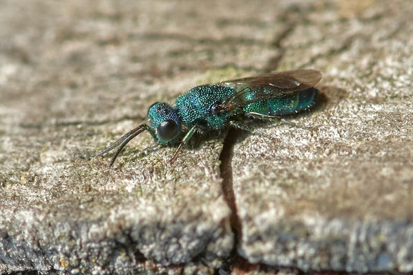 Goldwespe-Chrysis-Cyanea