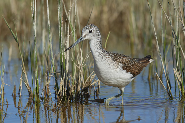 Grünschenkel ( Naturpark Albufera )