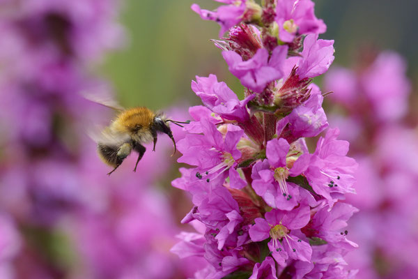 Ackerhummel