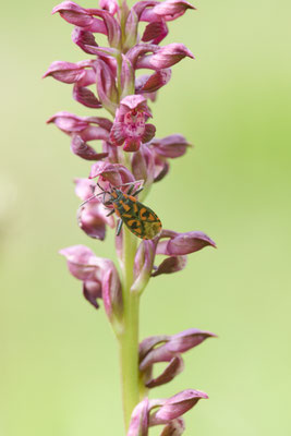 Wanzen-Knabenkraut - hier mit einer Wanze "Knappe" als Bestäuber