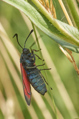Sechfleck-Widderchen - Am Rheindamm hinter Bislich - (26.06.2021)