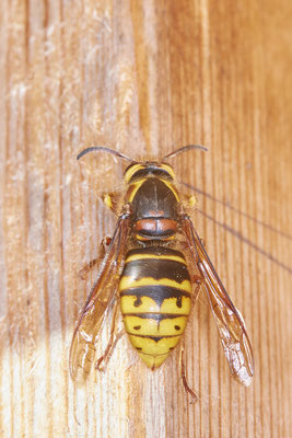  Nr.0531 - Dolichovespula media / Mittlere Wespe - OB - Am Bienenhotel Haus Ripshorst - 51°29`33.15" 6°54`03.34" - (13.05.2019)