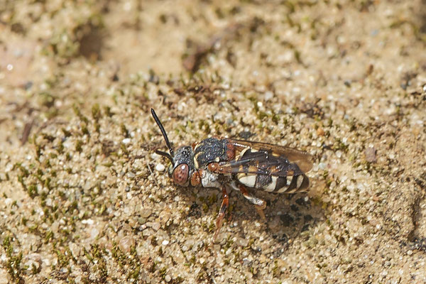 Nr.1300 - Epeolus variegatus / Gewöhnliche Filzbiene - OB LMB - 51°29`11.55" 6°53`53.48" - (04.09.2019)
