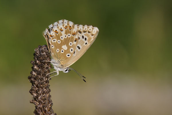 Silbergrüner Bläuling