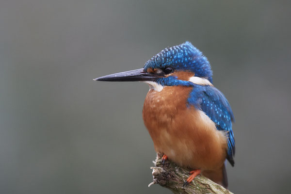 Serie vom Eisvogelmann - heute im Garten - (25.11.2019)
