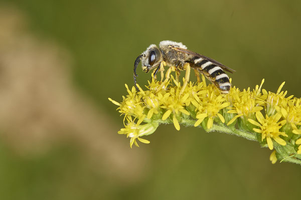 Nr.17/13 - Halictus scabiosae - OB/E-LMB - (16.10.2018)