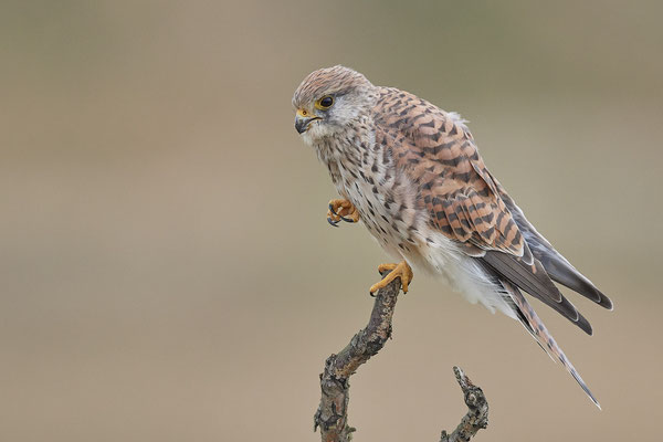 Turmfalke