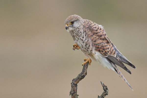 Turmfalke
