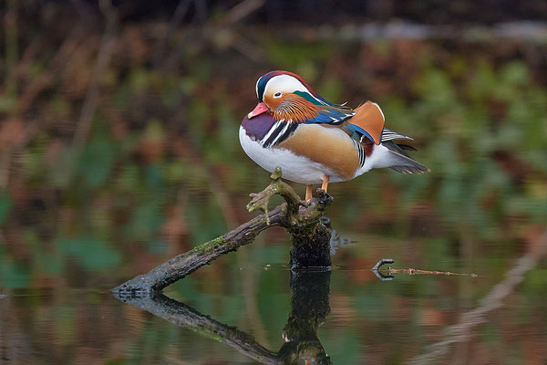 Mandarinente