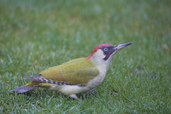 Grünspecht im Garten