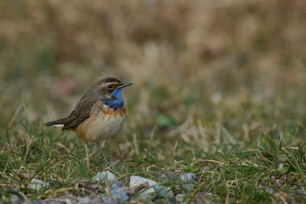 Blaukehlchen