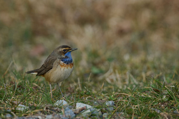 Blaukehlchen