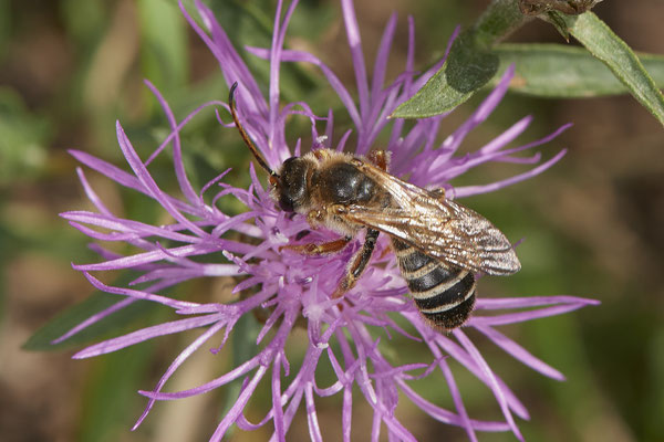 Halictus quadricinctus / Vierbindige Furchenbiene - Dinslaken Emschermündung - (18.08.2020)