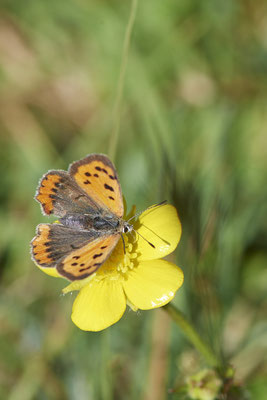 Kleiner Feuerfalter -NL - (09.05.2022)