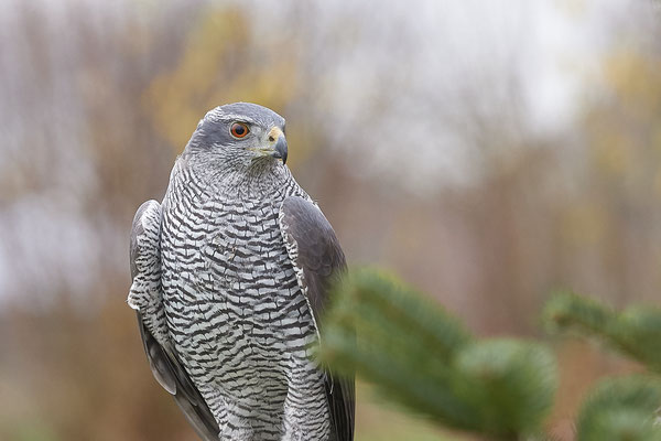 Habicht - Heute beim Falkner H. Peschen aus Wesel - (15.12.2018)