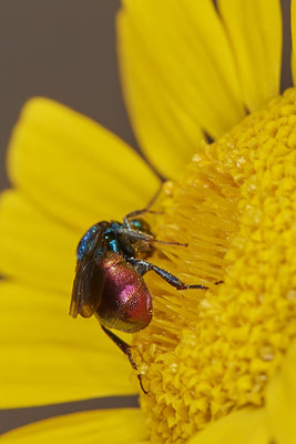 Nr.1034 - Goldwespe sp - ( Hedychrum gerstaeckeri ? ) - OB im Garten - 51°31`49.60" 6°50`56.50" - (29.07.2019)