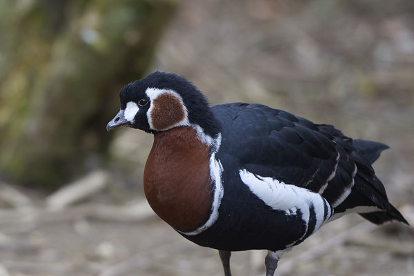 Rothalsgans - Vogelpark Eckenhagen