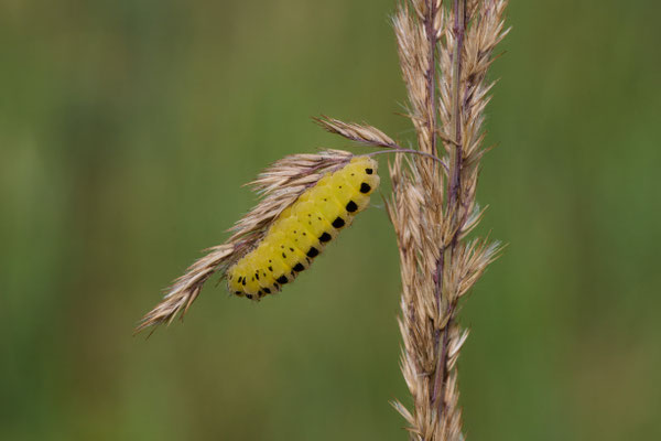 Raupe vom Sechsfleck-Widderchen