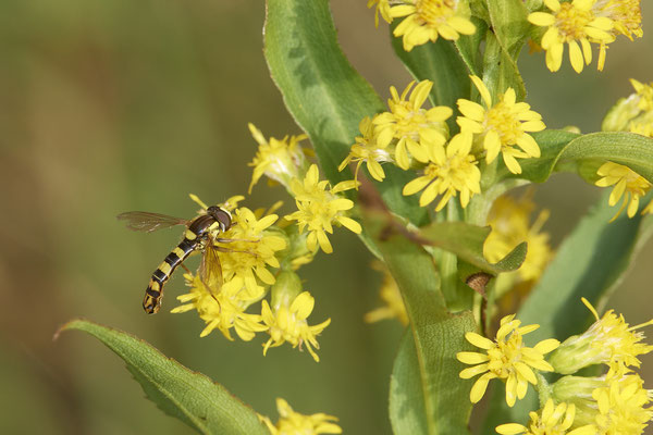 Nr.17/28 - Sphaerophoria scripta - Gewöhnliche Langbauchschwebfliege - OB/E-LMB - (17.10.2018)