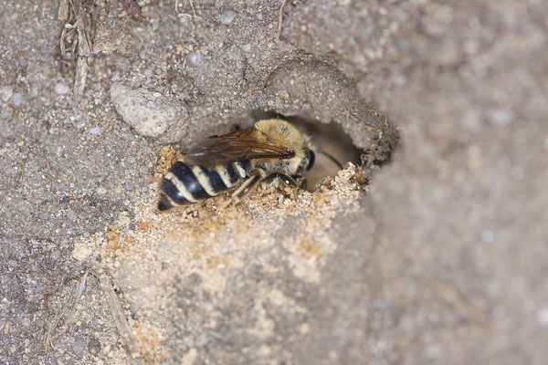 Nr.14/06 - Colletes hederae - 3 Nesthöhlen - OB Reinersbachtal: 51.530609, 6.861537 (12.10.2018)
