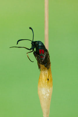 Schlupf vom Sechsfleck-Widderchen