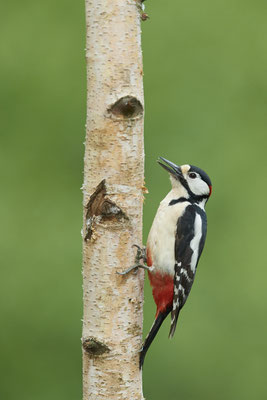 Buntspecht - Dingden - (25.04.2020) 