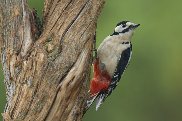 Buntspecht - Dingden - (19.04.2020) 