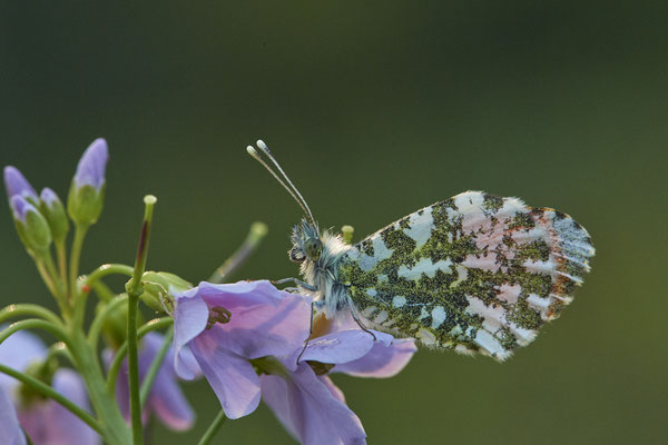 Aurorafalter - (05.05.2021)