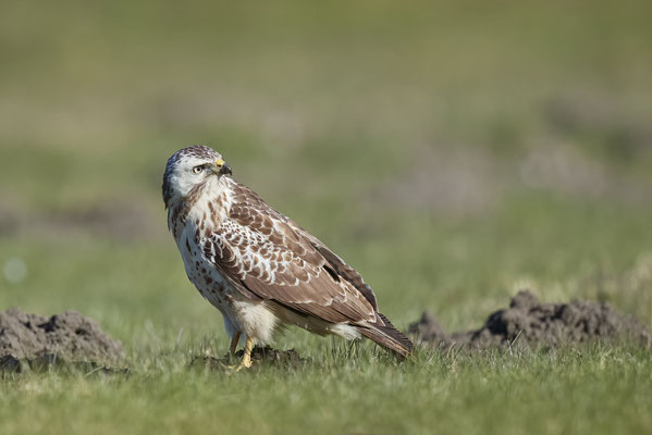 Mäusebussard - 09.03.2022