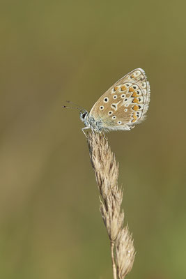 Heute nochmal in aller Frühe zum  Hauhechel-Bläuling / Polyommatus icarus -  Bottrop Halde Schöttelheide - (03.08.2020)