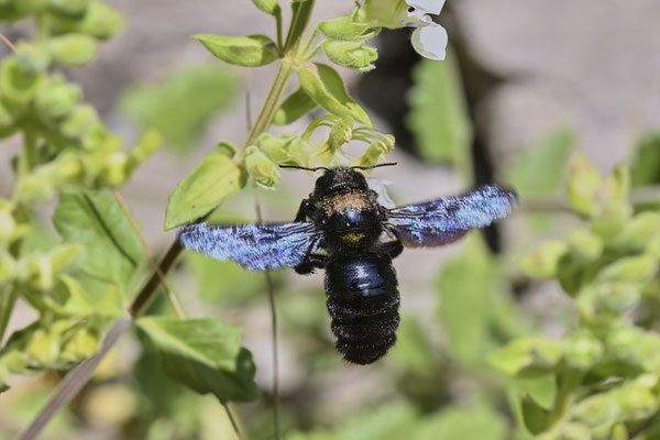 Blauschwarze Holzbiene