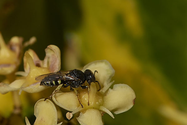  Nr.1031 - Oxybelus uniglumis m - OB im Garten - 51°31`49.60" 6°50`56.50" - (29.07.2019)