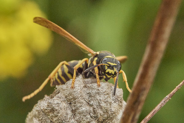 Polistes albellus - LMB - 51°29`17.50" 6°53`52.16" - (12.05.2021)