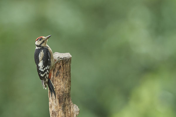 Buntspecht -  (03.08.2021)