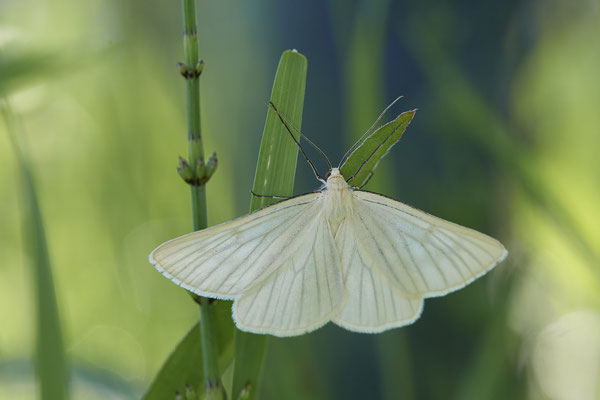 Hartheu-Spanner - Vom 13.6. bis 20.6.2021 Urlaub im Allgäu